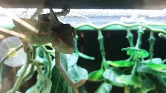 Funny Gecko Part 1 #5